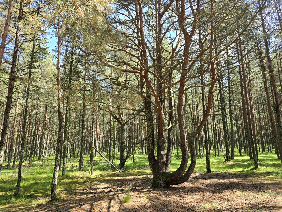 Из аэропорта Калининграда — на Куршскую косу — фото 12