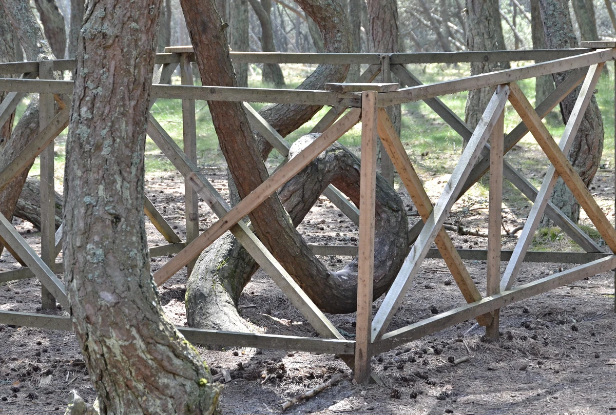 Природное и историческое богатство Куршской косы — фото 4