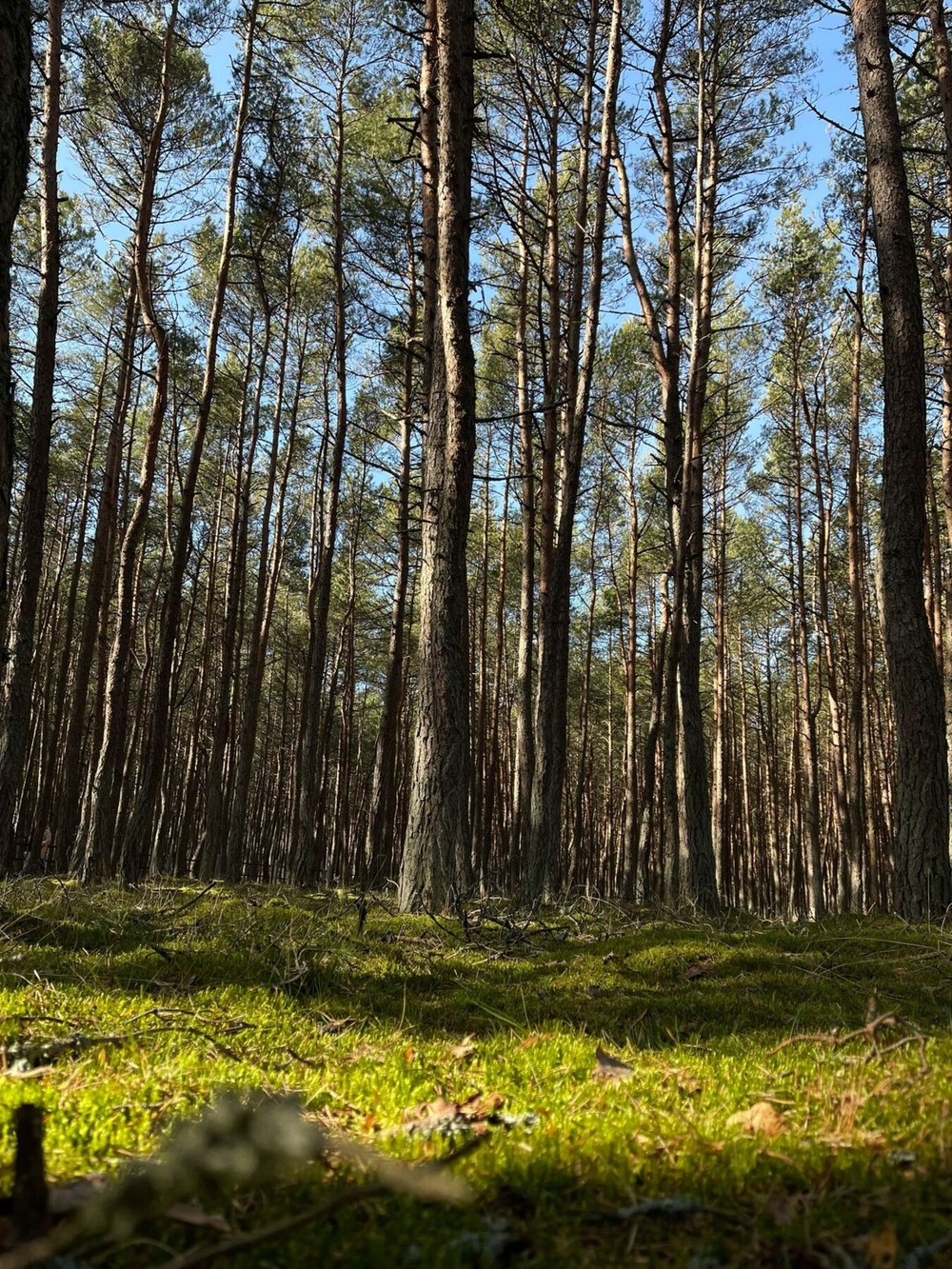 Из Калининграда — на Куршскую косу, в замок Нессельбек и Зеленоградск — фото 11