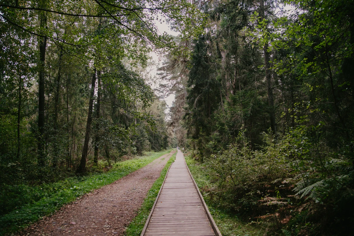 Рано утром — на Куршскую косу — фото 4