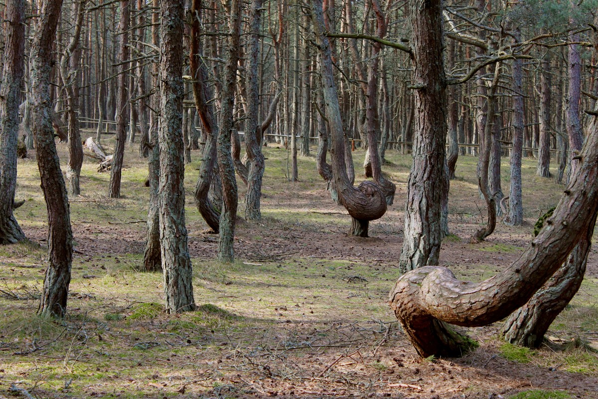 Из Калининграда — на Куршскую косу и в Зеленоградск — фото 3