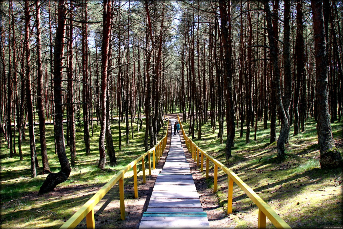 Балтийская сказка: Куршская коса, Зеленоградск и рыцарские замки — фото 4