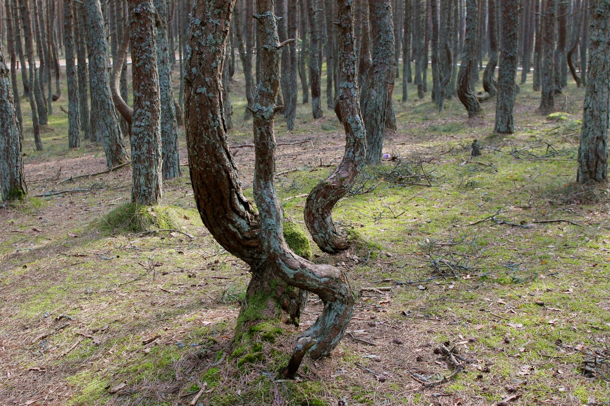 Из Калининграда — на Куршскую косу и в Зеленоградск — фото 2
