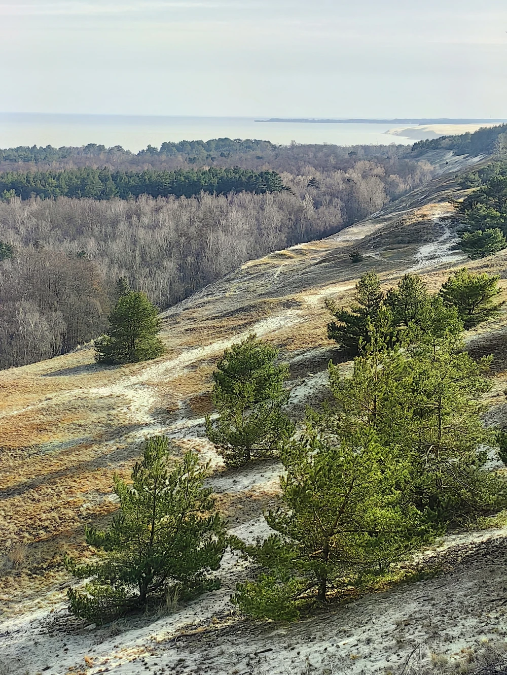 Кубок леса: квест по Куршской Косе — фото 5