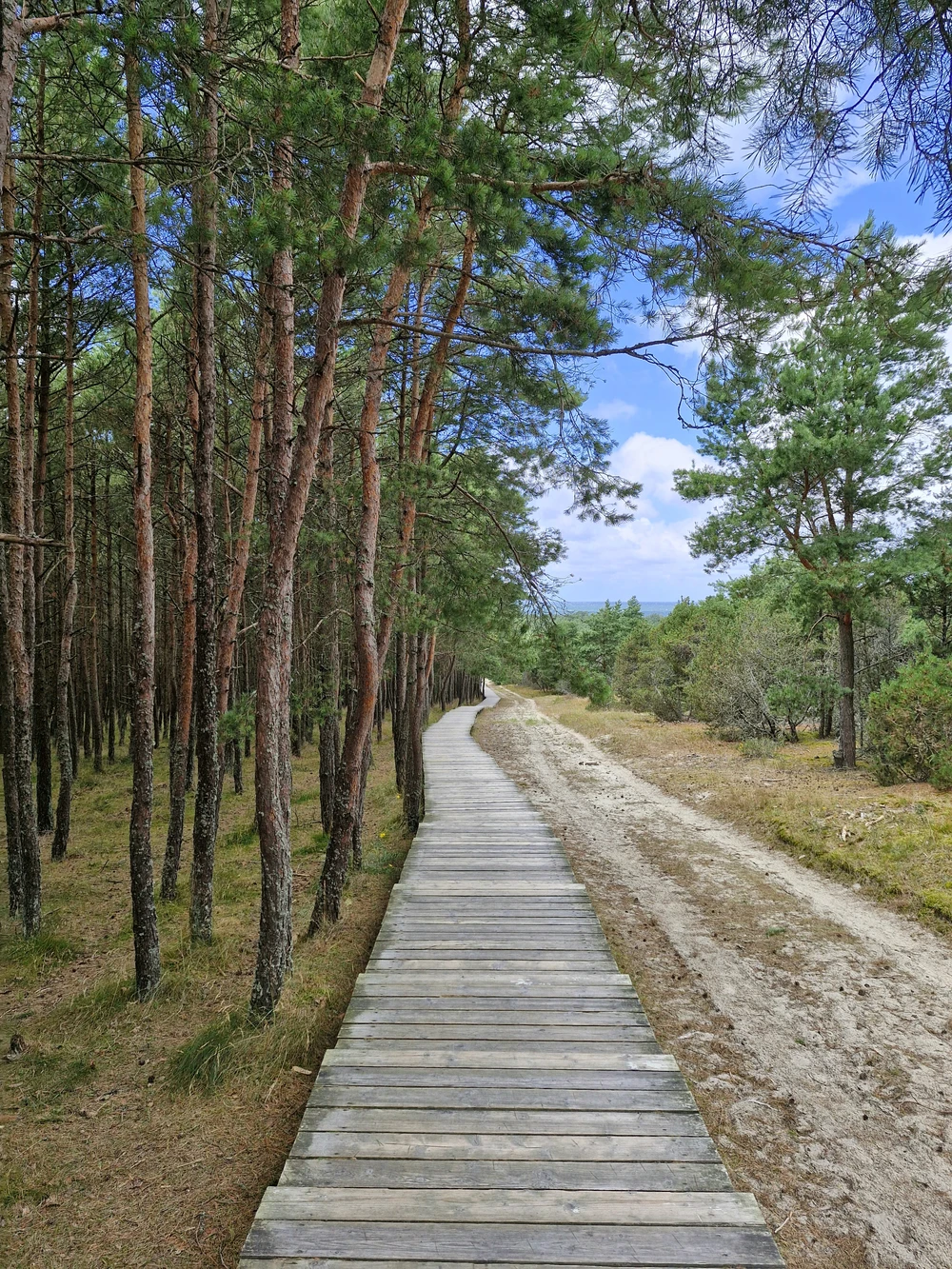 Куршская коса: волшебство на каждом шагу (из Калининграда) — фото 3