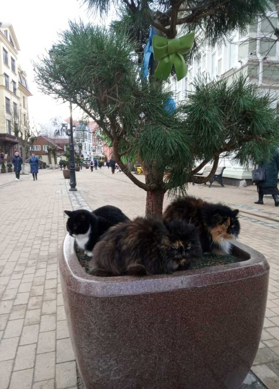 Куршская коса и три курорта Балтики за один день в мини-группе — фото 7