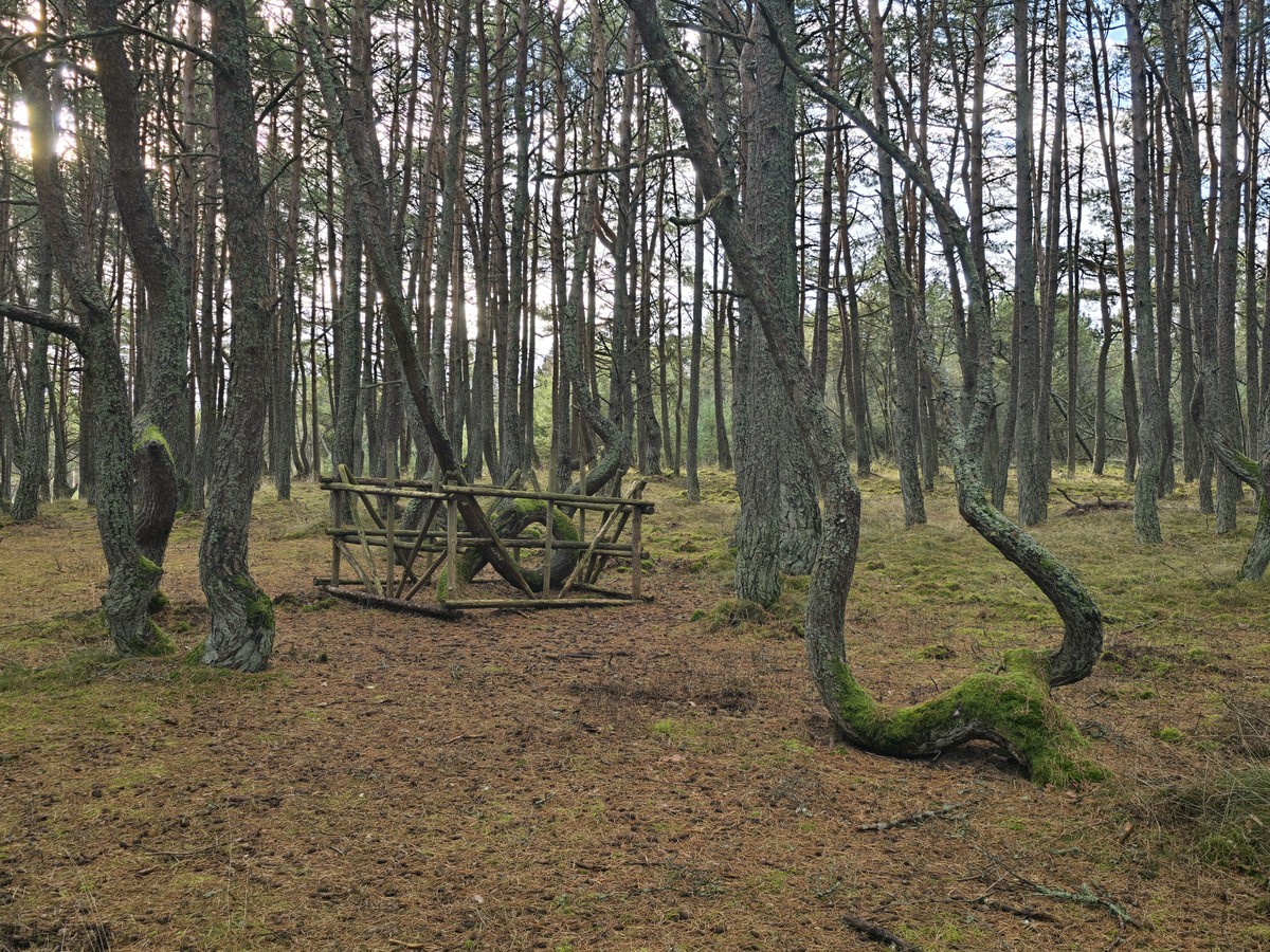 Куршская коса и Зеленоградск — из Калининграда — фото 2