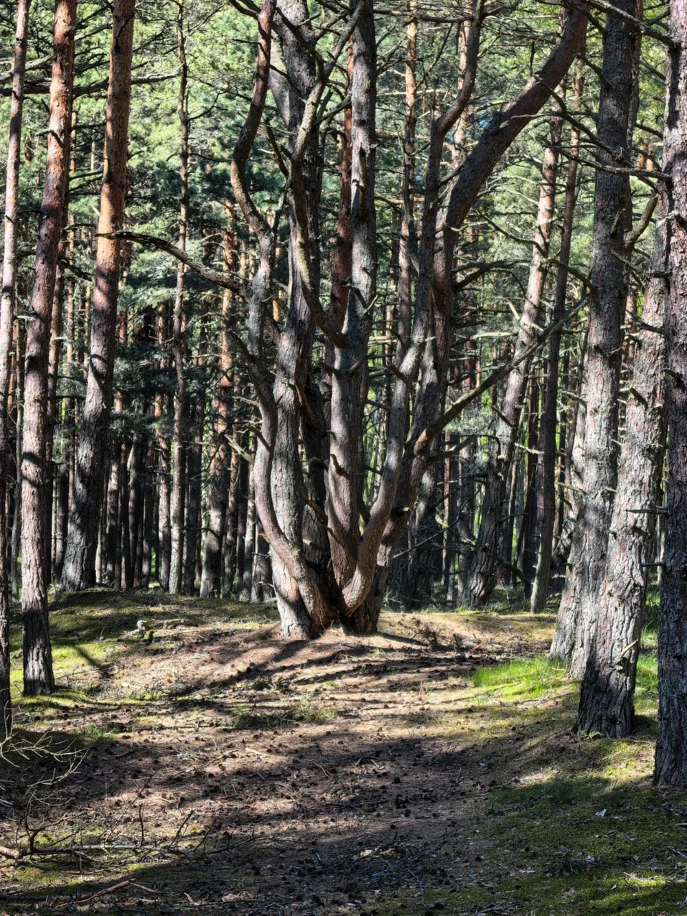 Куршская коса: нетривиальный маршрут (из Калининграда) — фото 10