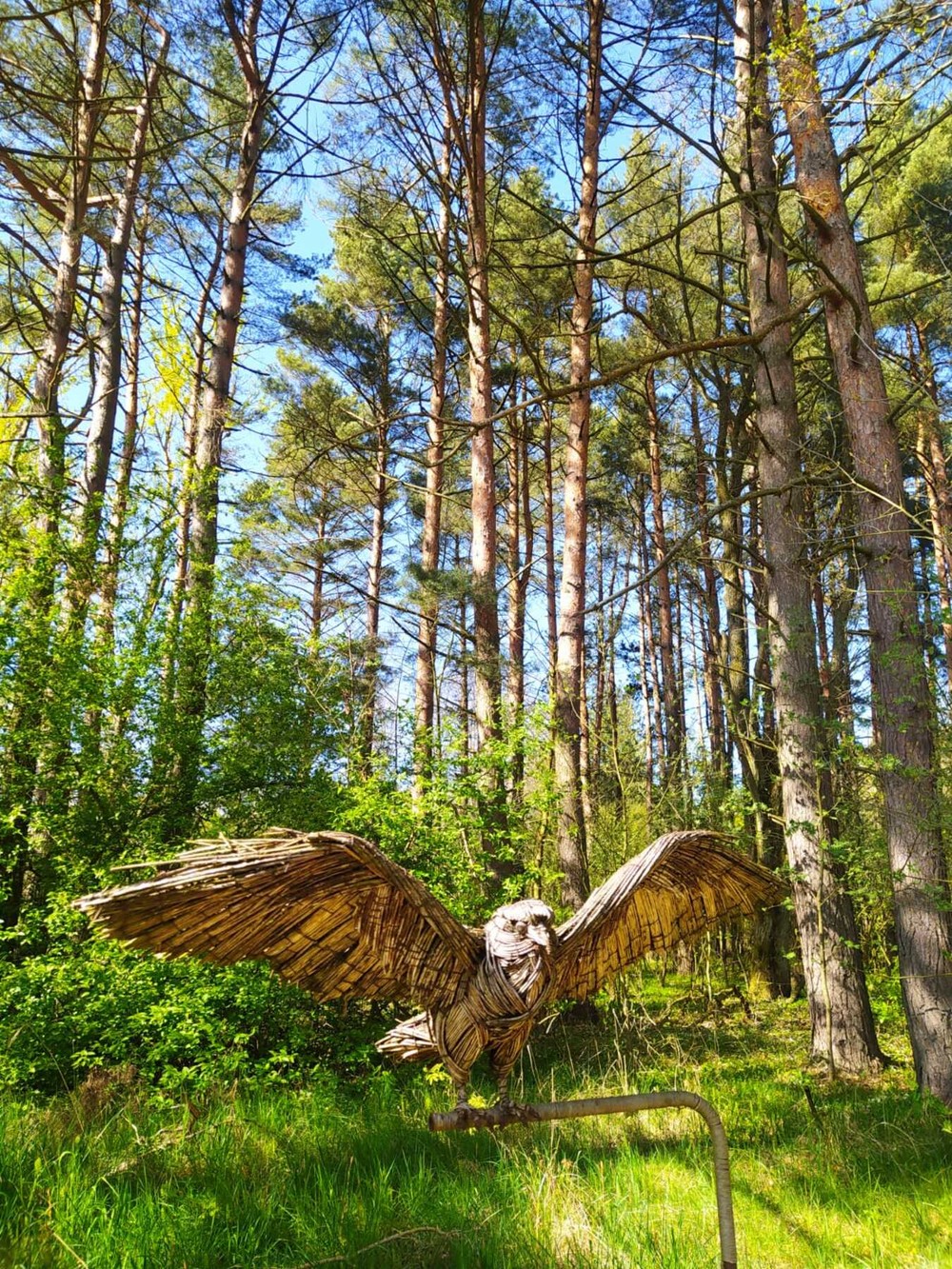 Тайны Куршской косы — фото 6