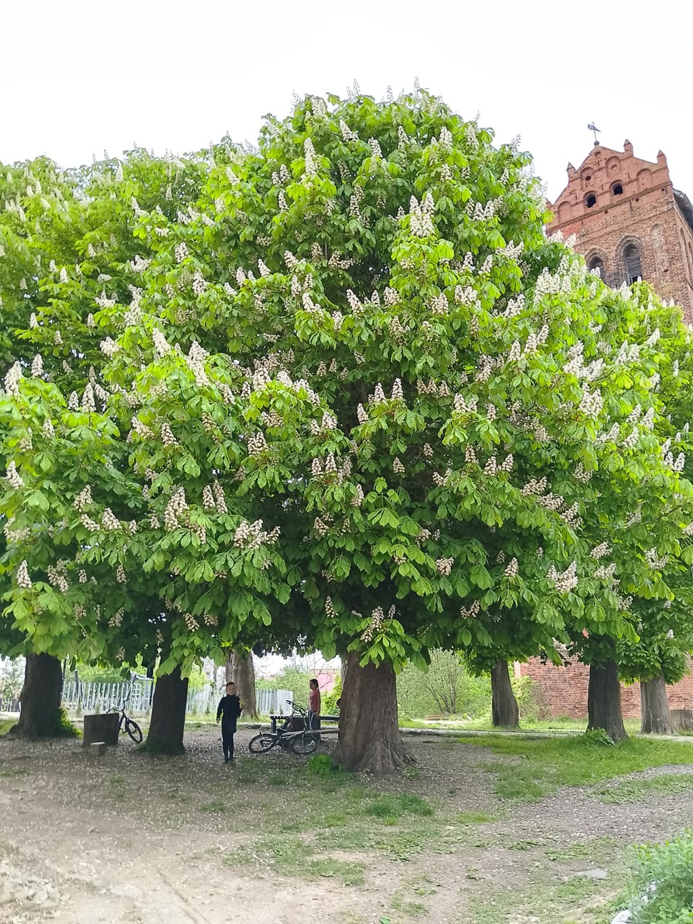 Групповая экскурсия в мир старинных городов и частных музеев — фото 8