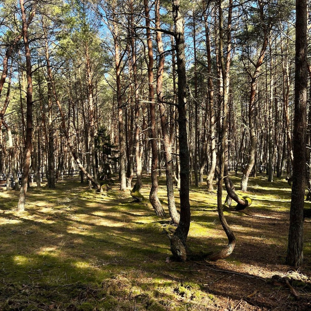 Куршская коса, Зеленоградск и «Шаакен Дорф» — фото 6