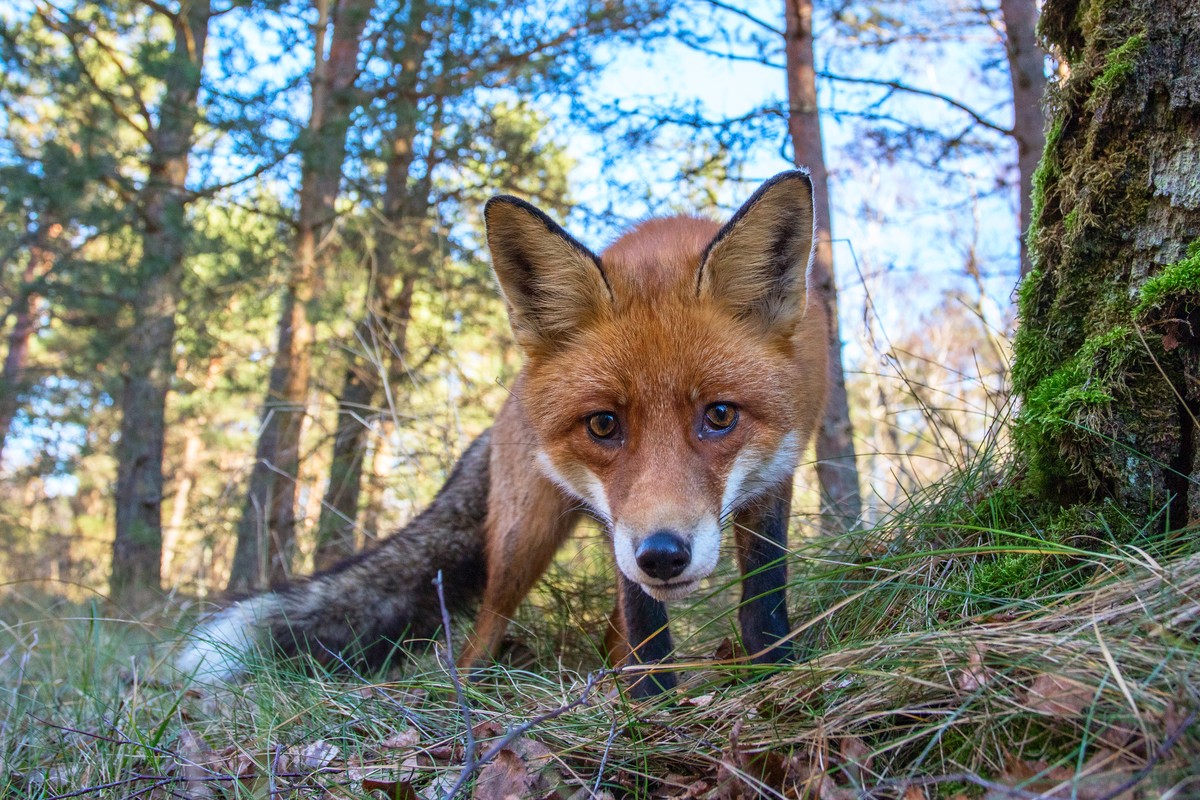 Просыпающийся Зеленоградск и Куршская коса без суеты — фото 6