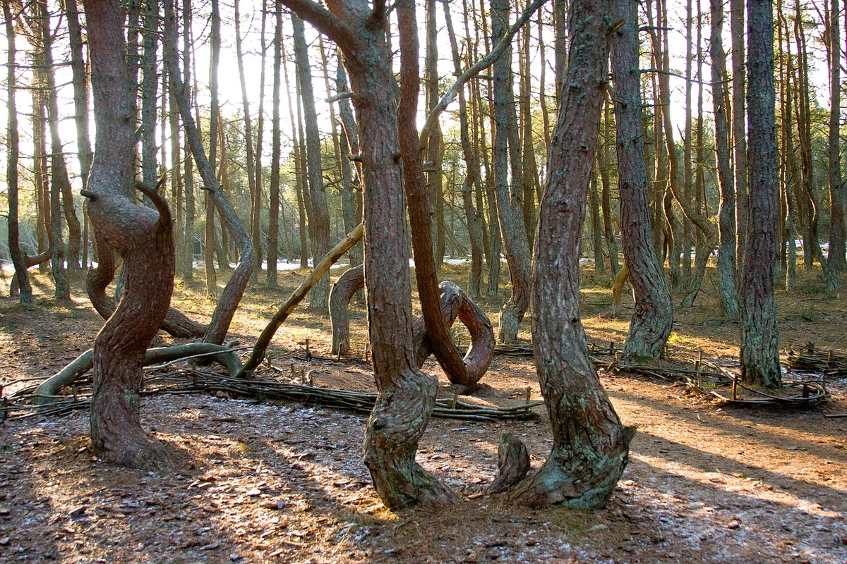 Куршская коса и Зеленоградск: дюны, сосны и море — фото 6