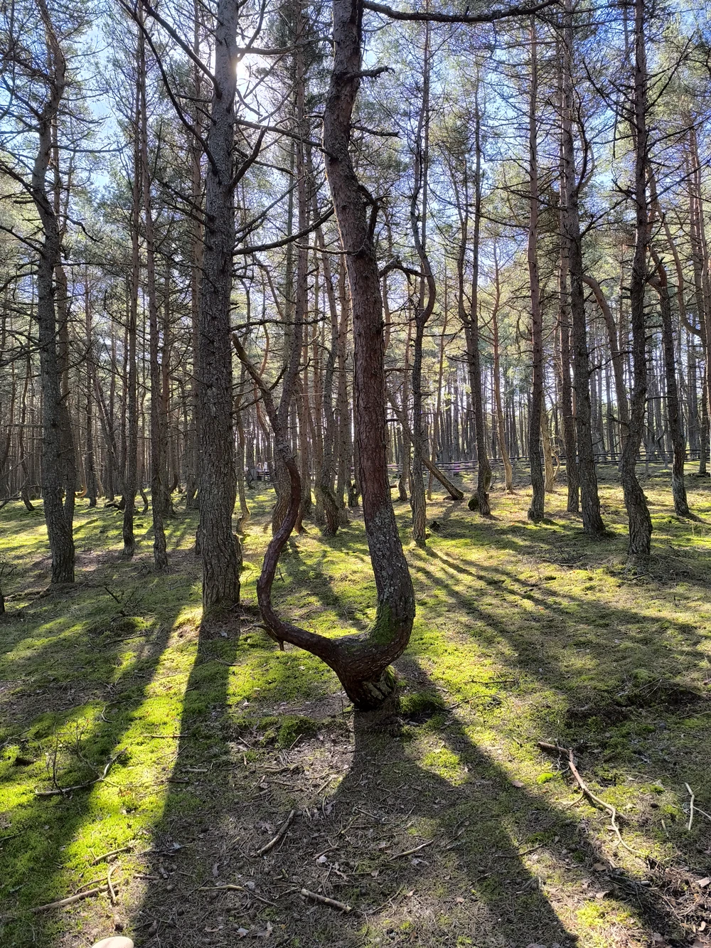 Танцующий лес, Зеленоградск, высота Эфа и сыроварня — на Куршскую косу из Калининграда — фото 3