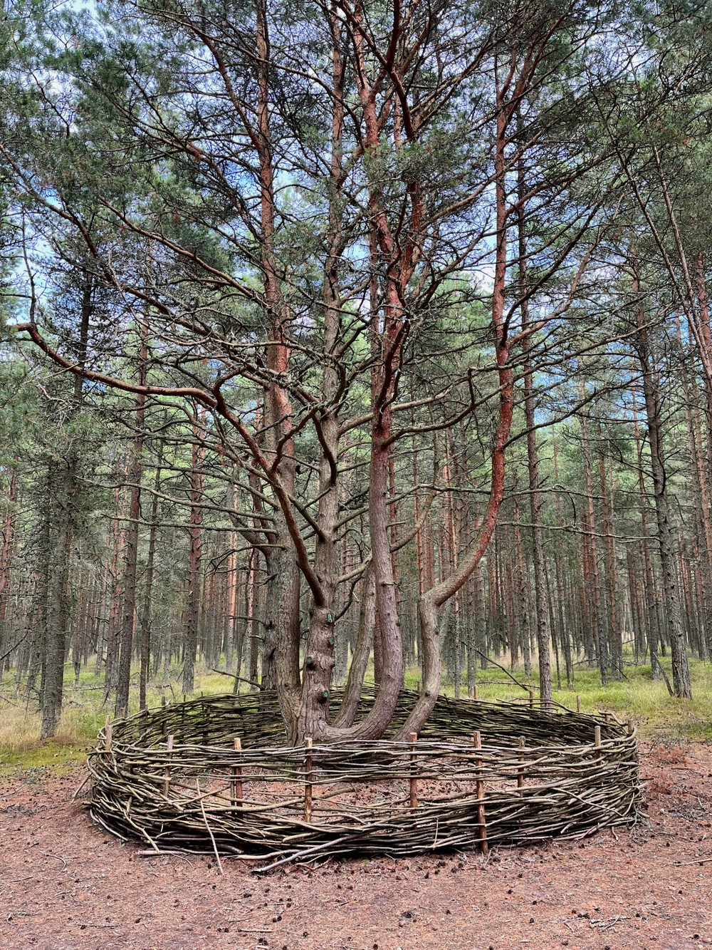 Куршская коса: куда уходят дюны — фото 2