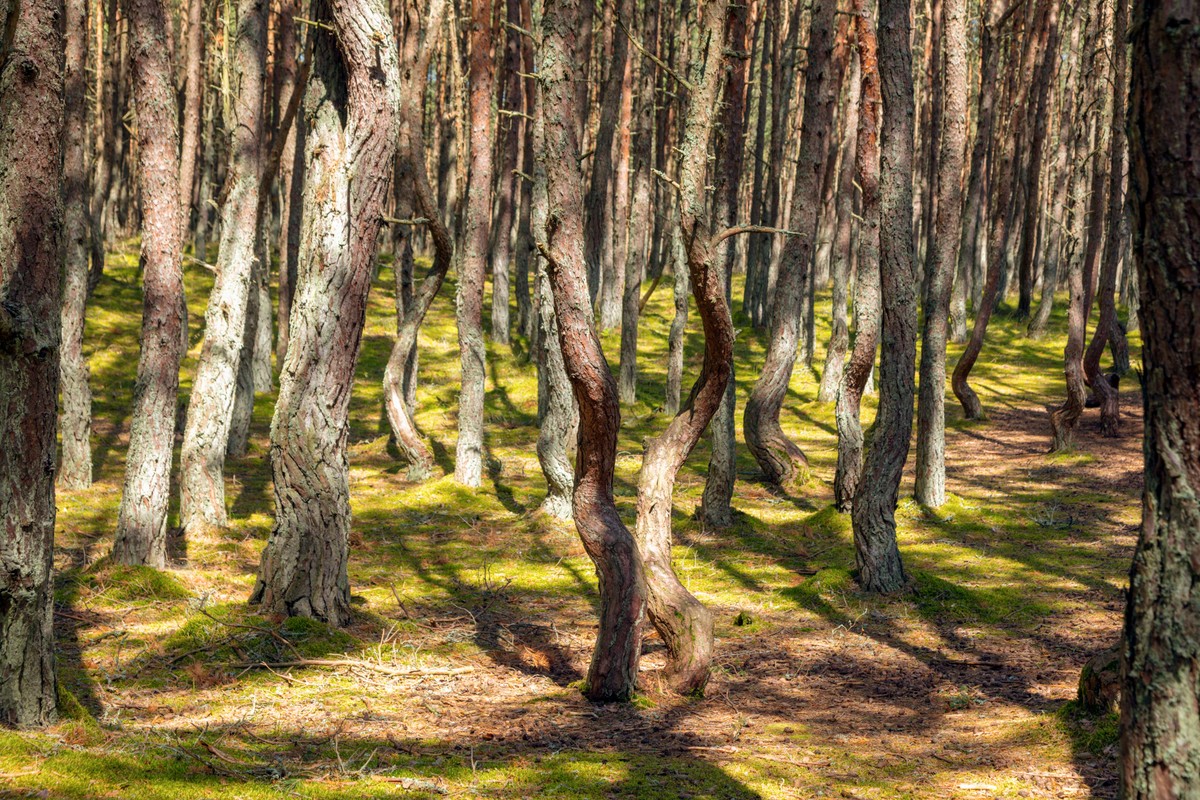 Куршская коса — природное чудо Балтики (из Калининграда) — фото 3