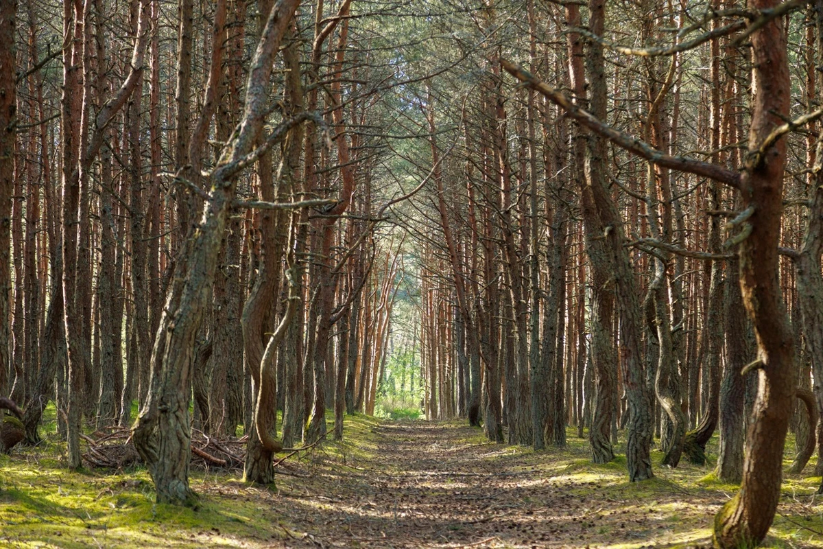 На велосипедах по Калининградской области (всё включено) — фото 6