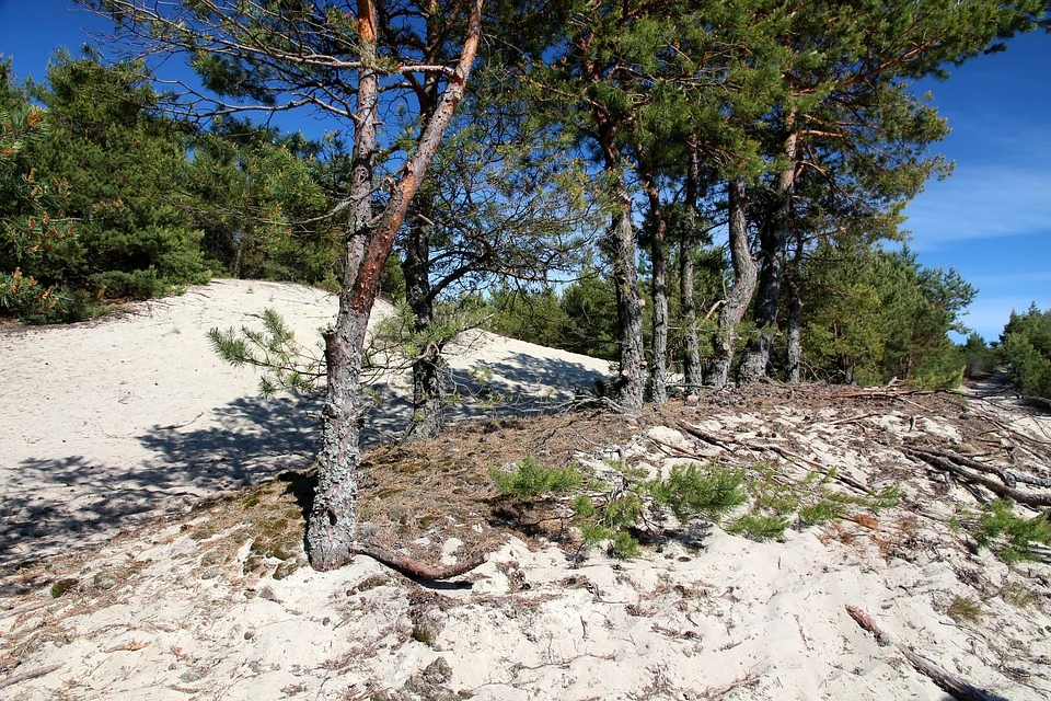 Куршская коса и Зеленоградск: дюны, сосны и море — фото 8