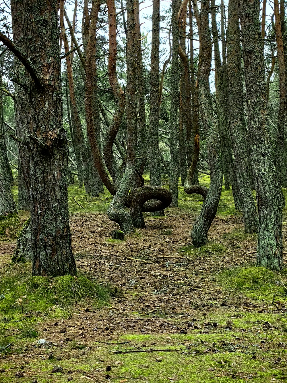 Из аэропорта — на Куршскую косу, в Зеленоградск и форт «Штайн» — фото 5
