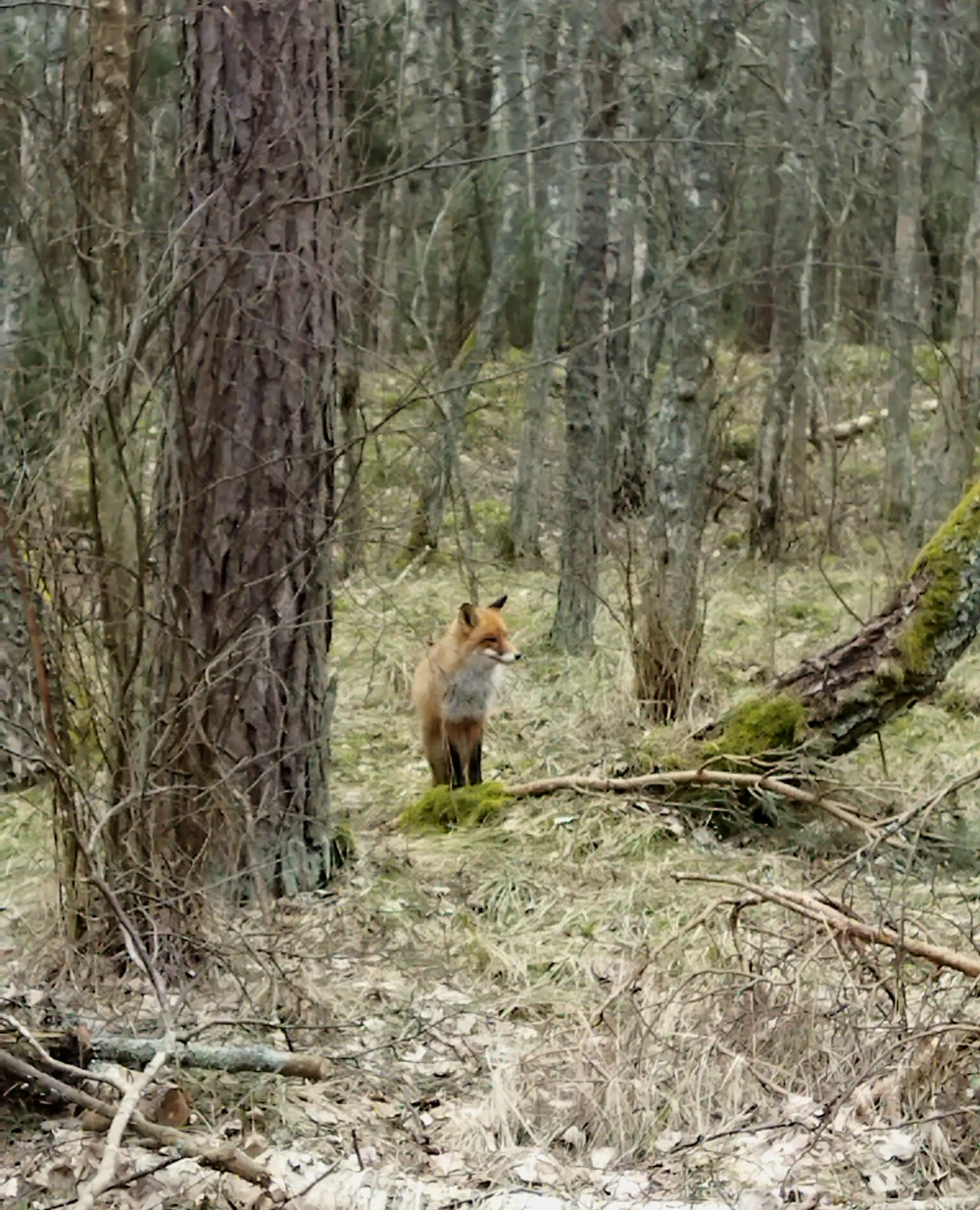 Комфортная поездка на Куршскую косу — фото 6